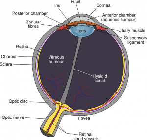 The human eye