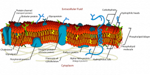 Cytoplasm