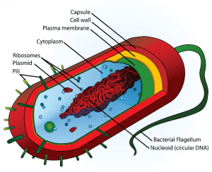 what is a cell in biology