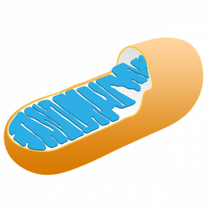 Mitochondria