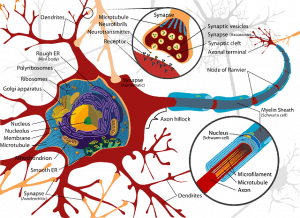 Structure of cell