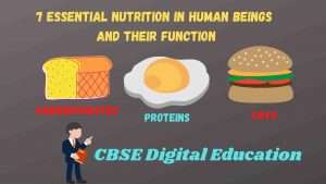 Nutrition in human beings 