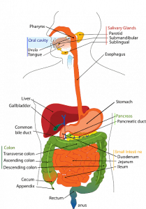 Function of the digestive system