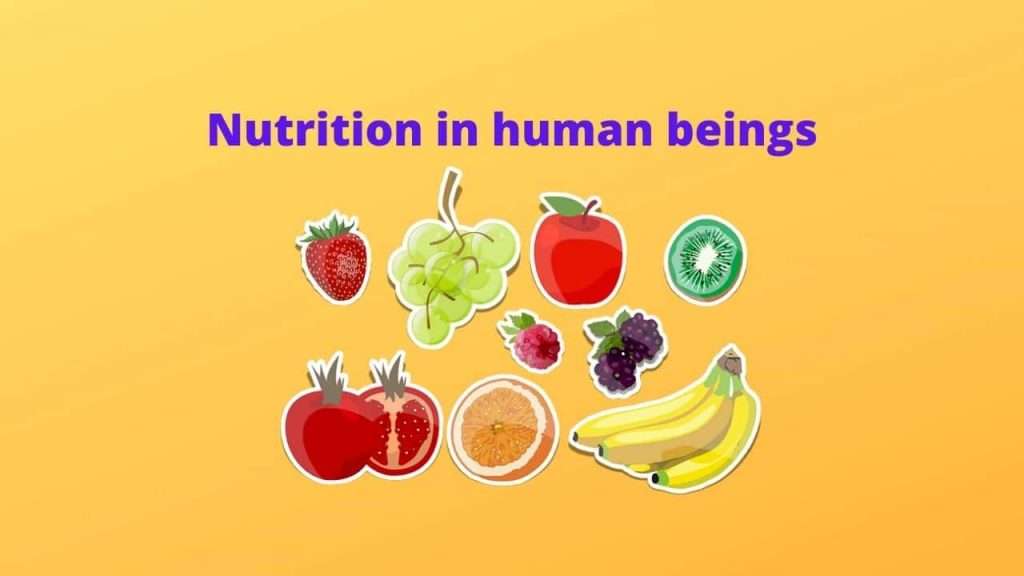 7-essential-nutrition-in-human-beings-and-their-function