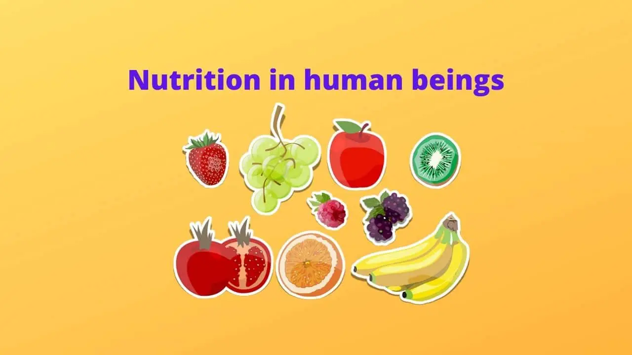 7-essential-nutrition-in-human-beings-and-their-function